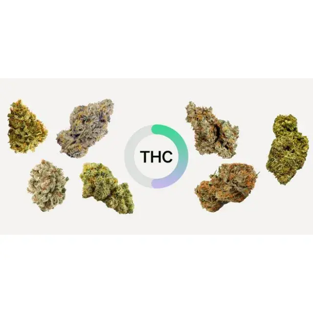 High THC Cannabis Seeds: The Strains for Maximum Potency.