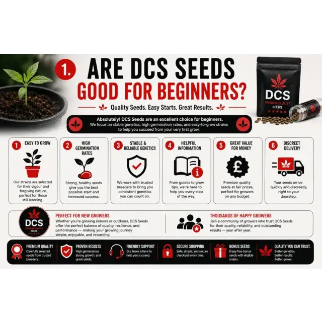 Cannabis Seeds: Are DCS Cannabis Seeds Good for Beginners?