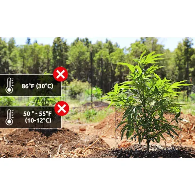 Mastering the Art: How to Grow Cannabis Seeds Properly