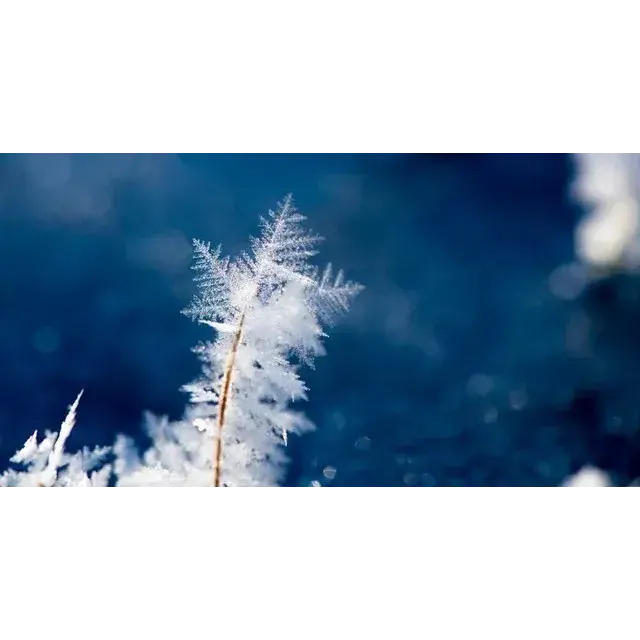 Winter Cannabis Seeds Nature for a Cosy and Bliss Winter.