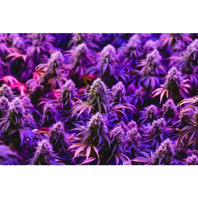 Cannabis Seeds Grandaddy Strain: This Month's Best Strain.