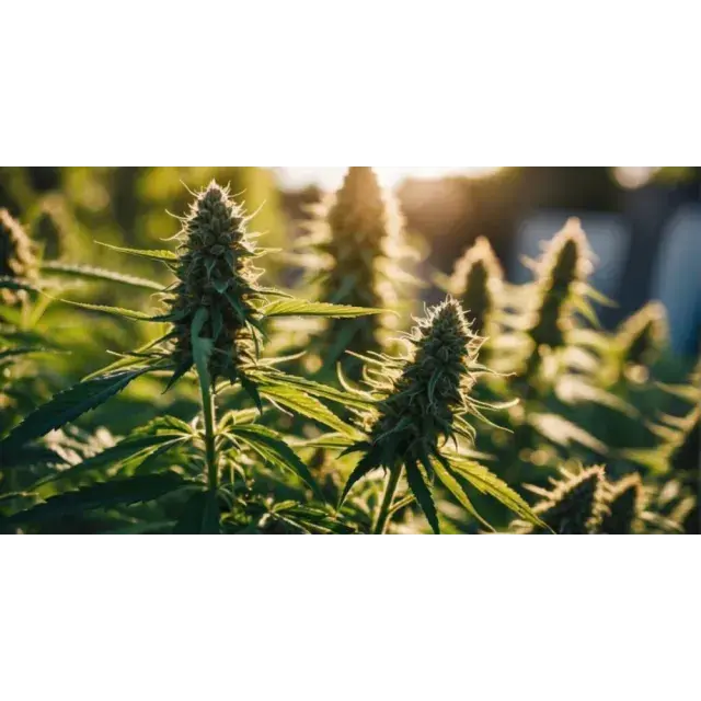 Discover the UK Seed Bank with the Largest Selection of Auto Flowers Cannabis Seeds at Discount Cannabis Seeds.