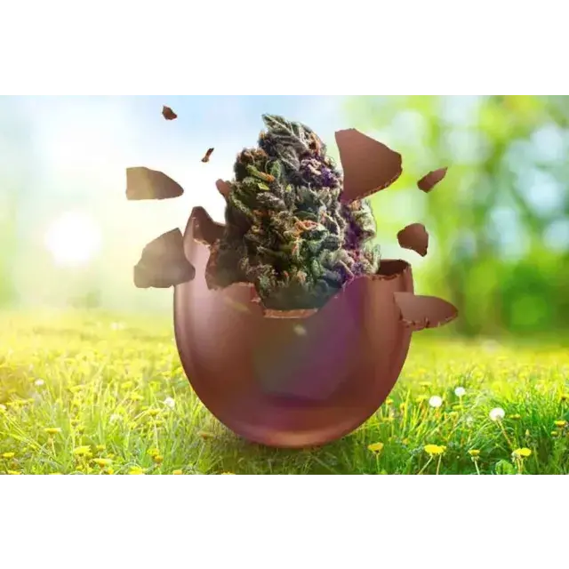  Exclusive Easter Deals on cannabis seeds at Discount Cannabis Seeds.