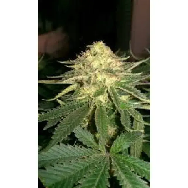 Cannabis Seeds - 6 new seeds By Heavyweight Seeds Review