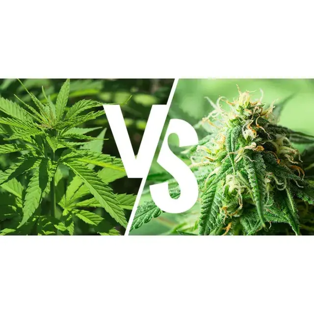 Unveiling the Best Cannabis Seeds at Discount Cannabis Seeds