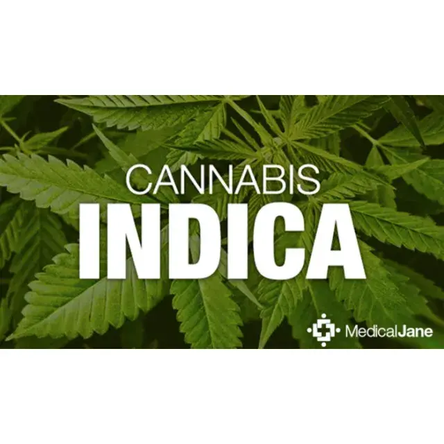 Cheap Indica Cannabis Seeds with Fast Flowering Time.