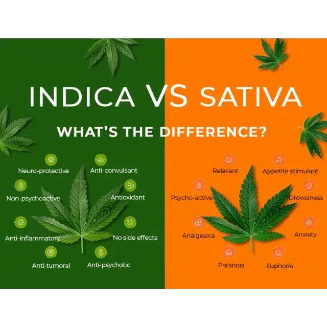 Cannabissamen: Indica-, Sativa- und Hybridsorten verstehen.