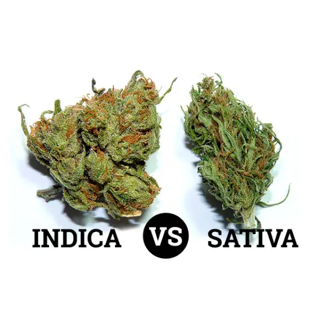 Cannabis Seeds - Whісh Cаnnаbіѕ ѕtrаіn, Sаtіvа оr Indіса?