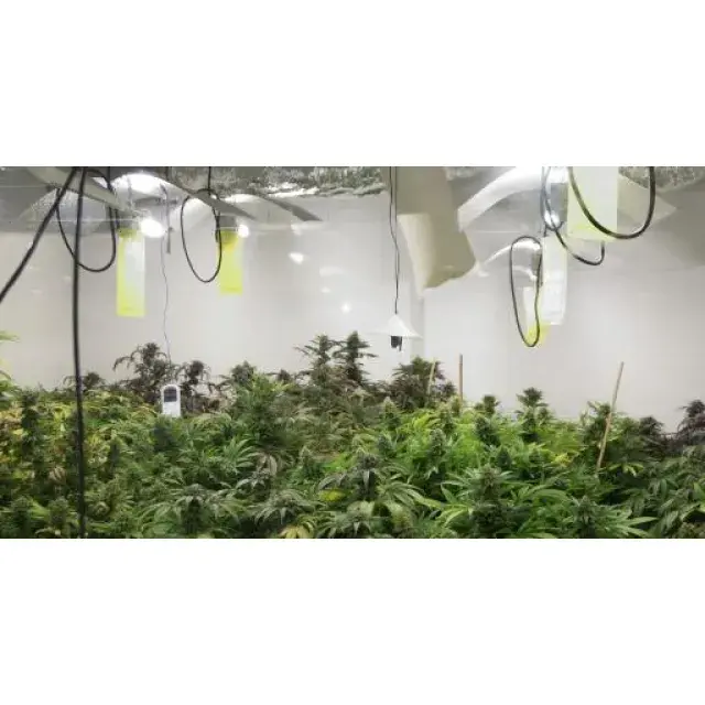 Best Indoor Cannabis Seeds UK 2026 — Grower’s Ultimate Guide.
