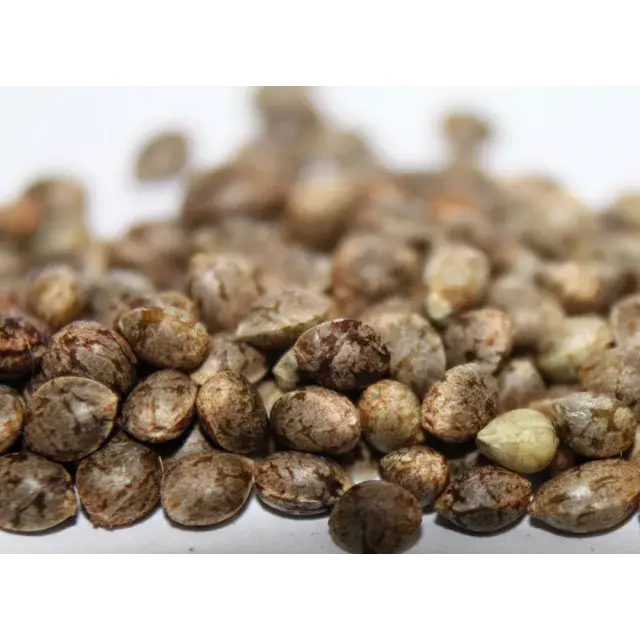 Cannabis Seeds: Cheap vs Premium Cannabis Seeds: What’s the Real Difference?