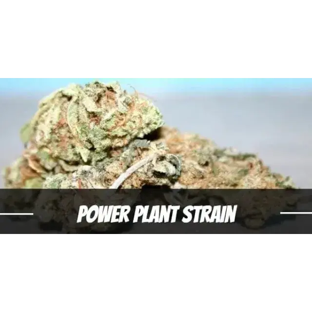 Tips and Tricks for Successful Power Plant Cannabis Seeds.