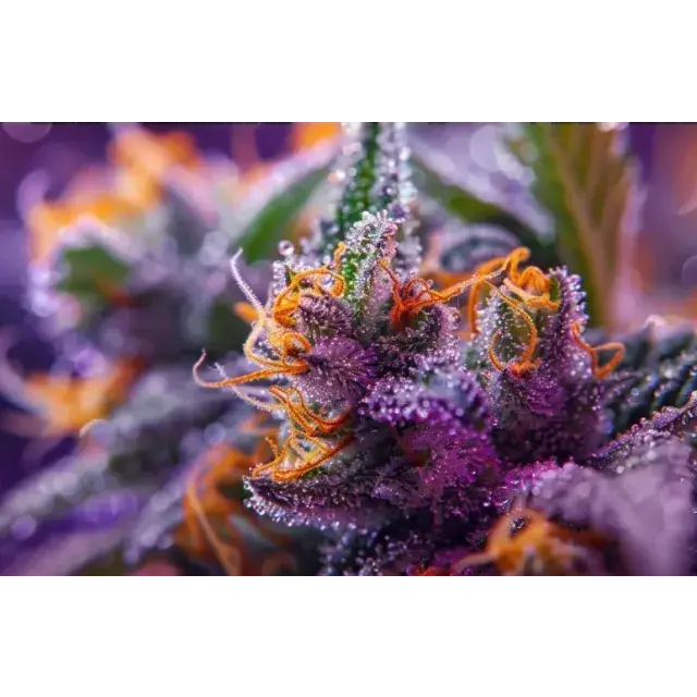 Top 10 Exotic Cannabis Seeds (Luxury Strains 2026).