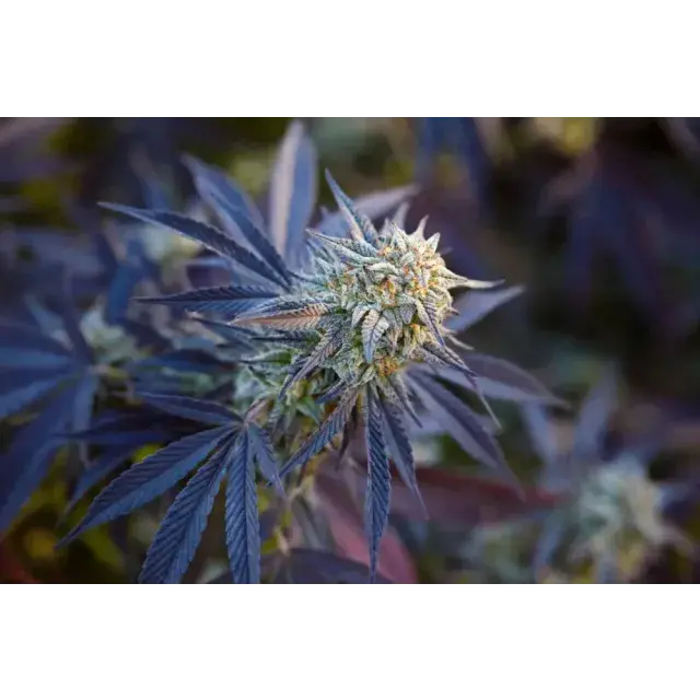 Ultimate Grower's Review & Guide to Wedding Cake Cannabis Seeds at Discount Cannabis Seeds.