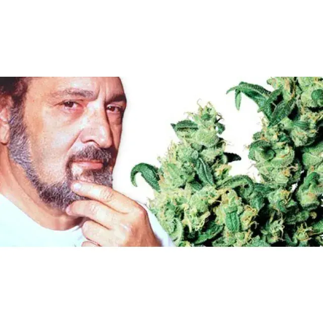 Sensi Seeds - Discount Cannabis Seeds