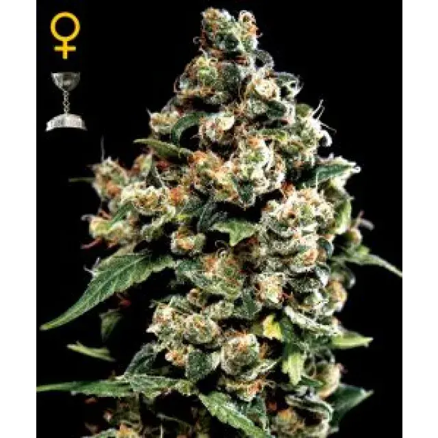 Cаnnаbіѕ Seeds Strаіn Rеvіеw - Jасk Hеrеr