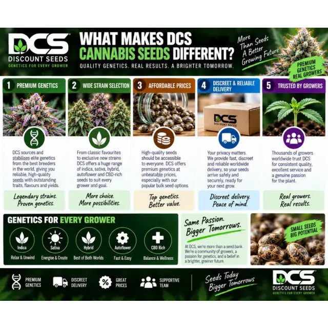 Cannabis Seeds: What Makes DCS Cannabis Seeds Different?