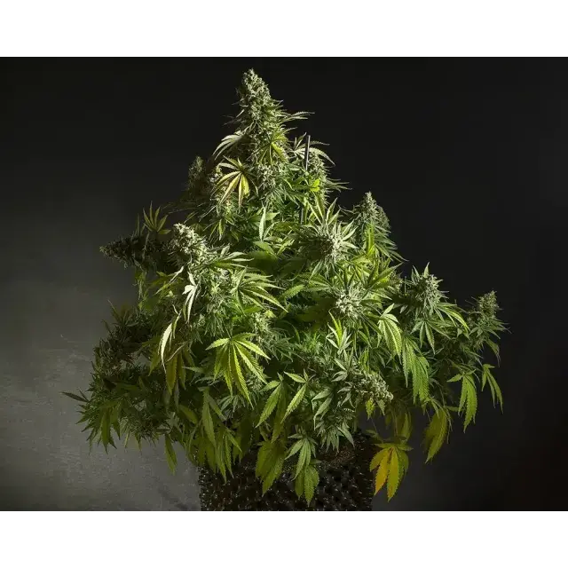 Entdecken Sie die beliebtesten Autoflower-Sorten dieses Monats: Warum sie bei Discount Cannabis Seeds so beliebt sind.