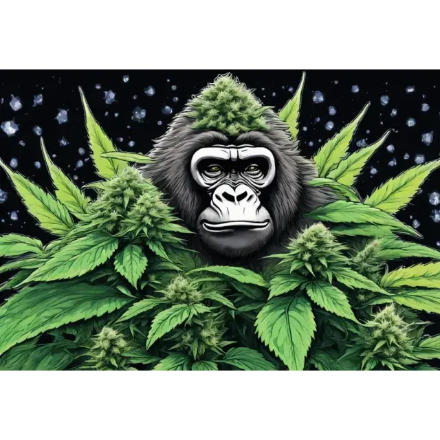 Honest Customer Reviews of Monkey Glue Cannabis Seeds.