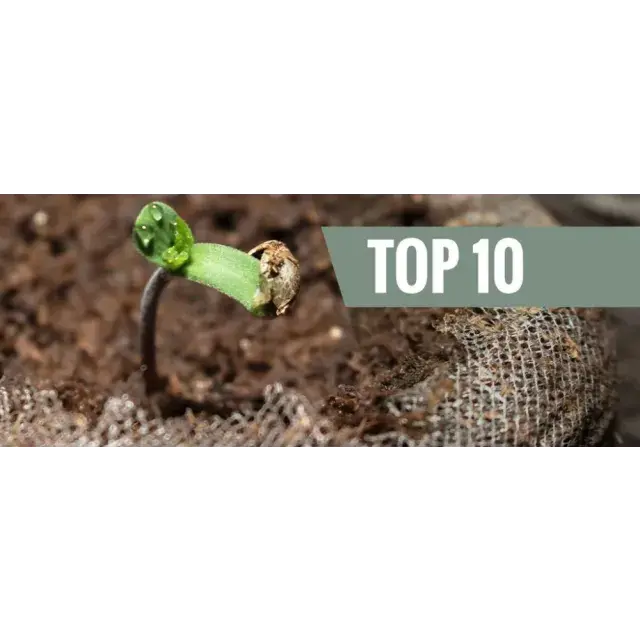 Cannabis Seeds: Top 10 Easiest Cannabis Strains to Grow for Beginners.