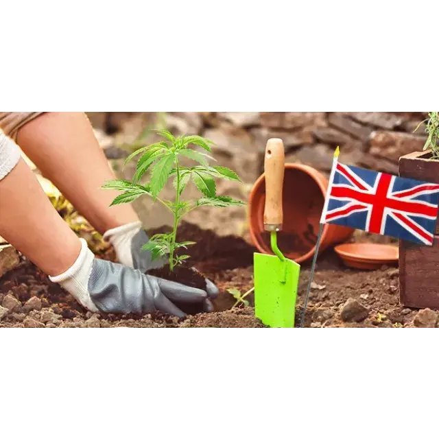 Essential Month-By-Month Guide for UK Growers: Master Outdoor Cultivation with Discount Cannabis Seeds.