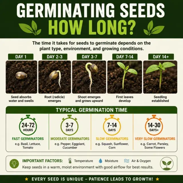 Cannabis Seeds: How Long Do Cannabis Seeds Take to Germinate?