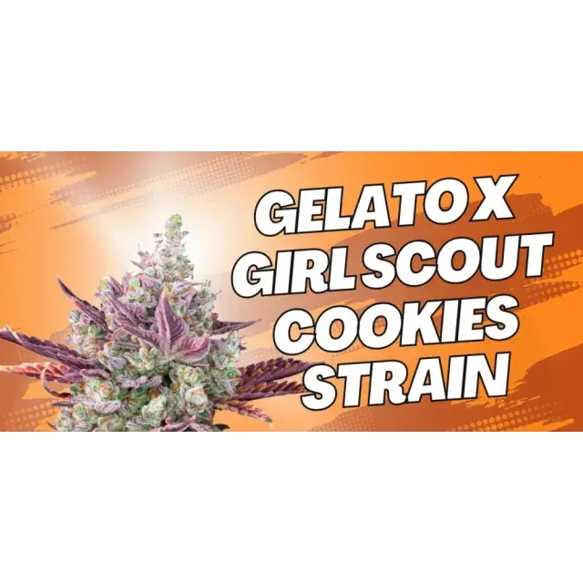 Strain Showdown: Gelato vs Girl Scout Cookies – Which Cannabis Strain Reigns Supreme at Discount Cannabis Seeds?