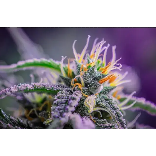 Why Some Cannabis Seeds Strains Produce More Resin.