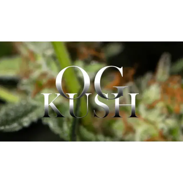 Einführung in Kush-Cannabissamen von Discount Cannabis Seeds.