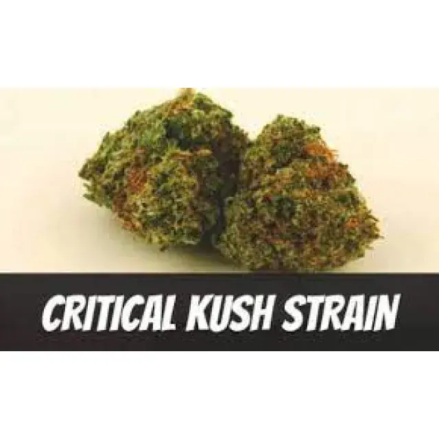 Die besten Kush-Cannabissamensorten für Ihren Garten.