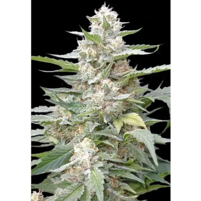 Cannabis Seeds - Lemon Amber Kush Feminised  By G13 Labs Review