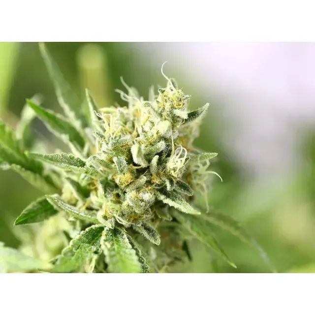 Lemon Cannabis Seeds: Discover Why Customers Love This Strain.