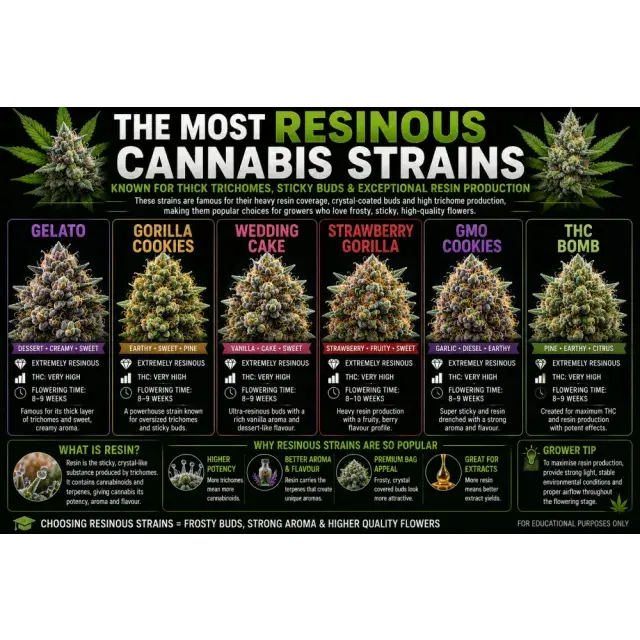 Cannabis Seeds: What Are the Most Resinous Cannabis Seeds?