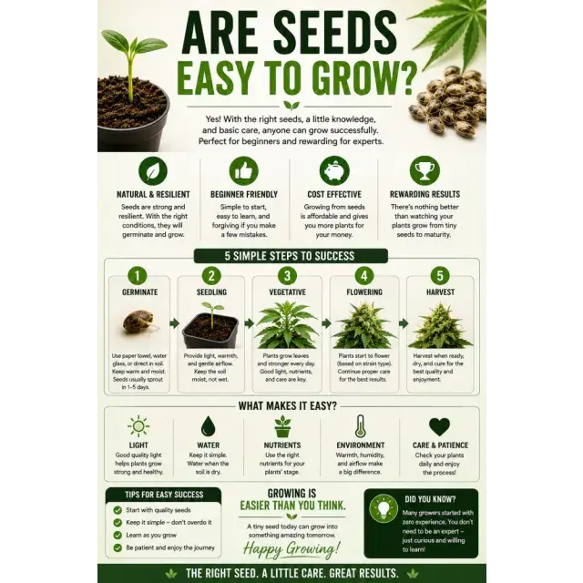 Cannabis Seeds Guide: Are Cannabis Seeds Easy to Grow?