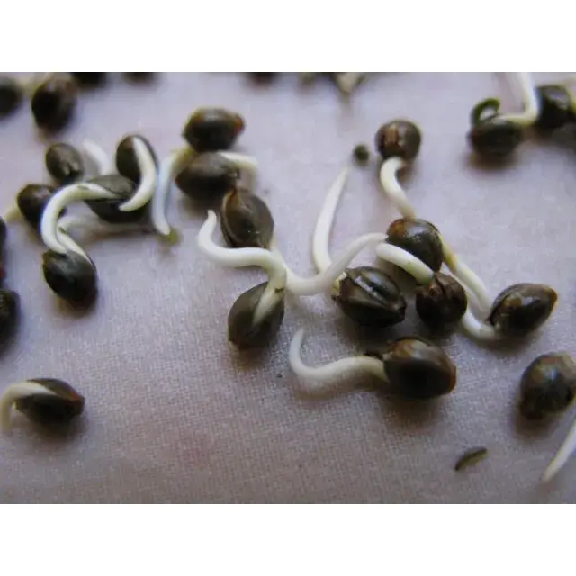 Understanding Cannabis Seeds Metabolic Activity Before Sprouting.