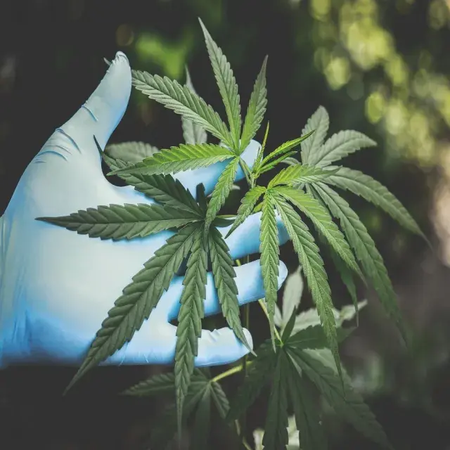 Discover Nature's Medicine Medical Seeds at Discount Cannabis Seeds