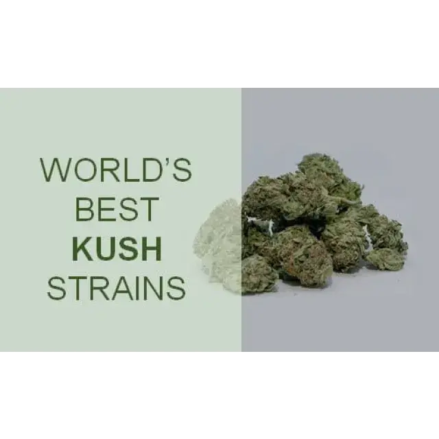 The Best Kush Cannabis Seeds Strains to Consider for Your Garden.