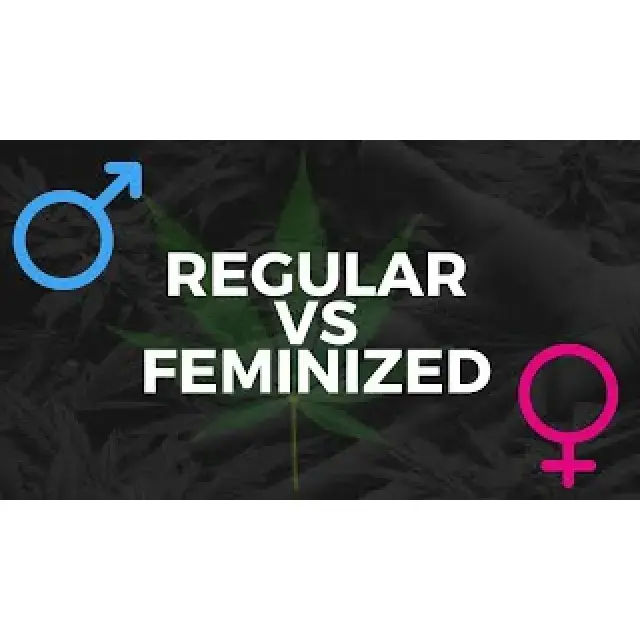 Feminized vs. Regular Cannabis Seeds: Which is Right for You?