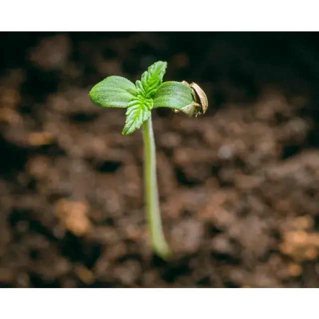Discover the Most Resilient Cannabis Seeds for First-Time Growers at Discount Cannabis Seeds.