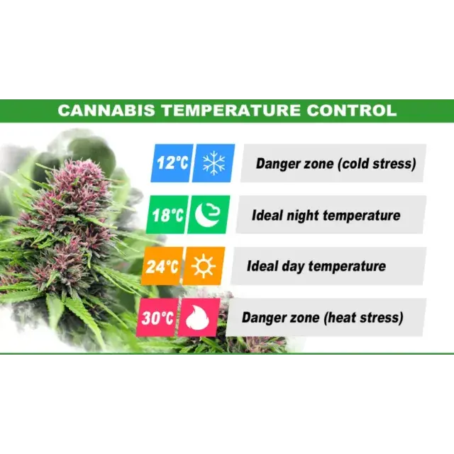 Best Outdoor Cannabis Seeds UK (Cold Climate Grow Guide)