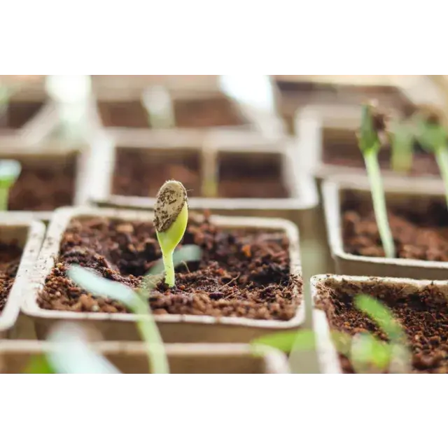 What Temperature Is Best for Germinating Cannabis Seeds?