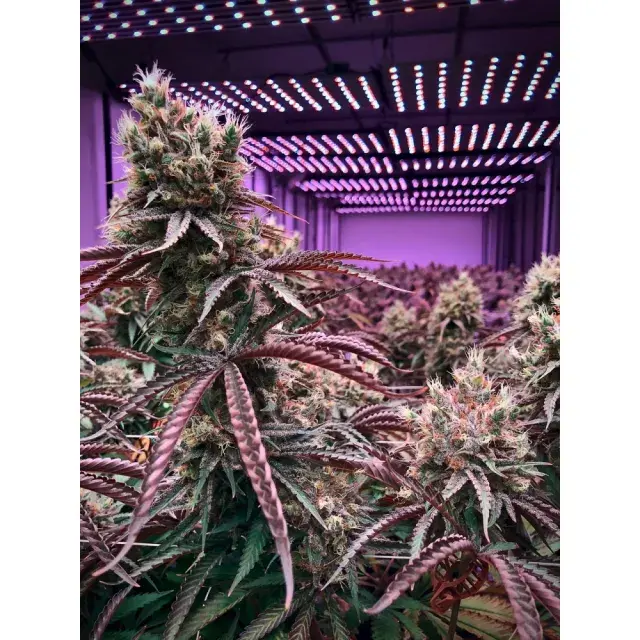 Stay Ahead of the Game: Explore the Hottest Cannabis Seeds of 2024.