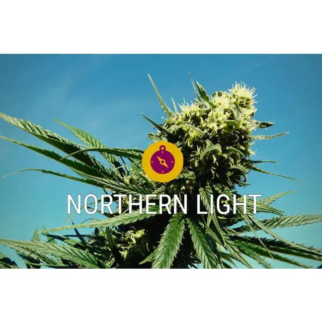Northern Lights Cannabis Seeds: Why Reliability Never Goes Out of Style.