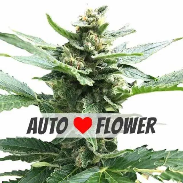 Experience the Ultimate High with Auto Northern Lights Cannabis Seeds.