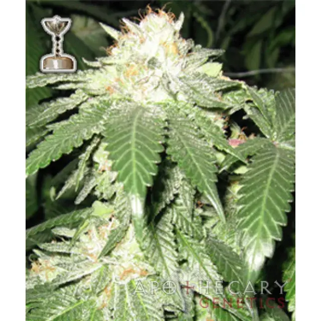 Cannabis Seeds Strain Review - OG Kush.