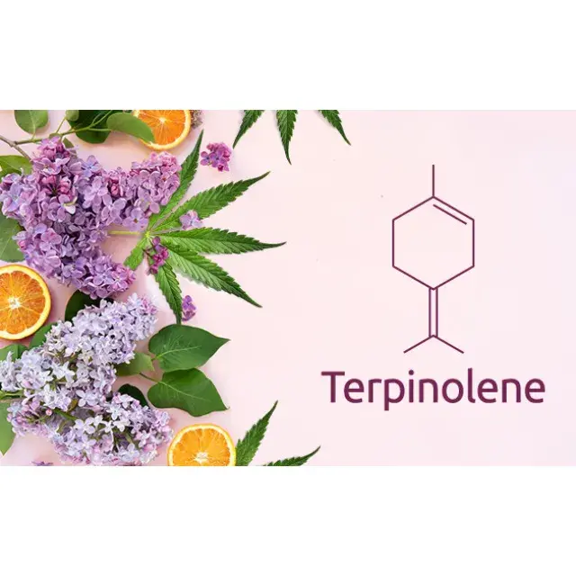 Discover the Best Orange Weed Strains: Refresh Your Experience with Discount Cannabis Seeds