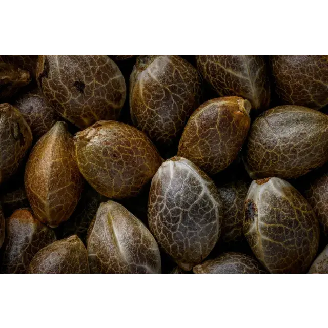Do Bigger Cannabis Seeds Mean Better Plants? Unraveling the Myth or Fact at Discount Cannabis Seeds.