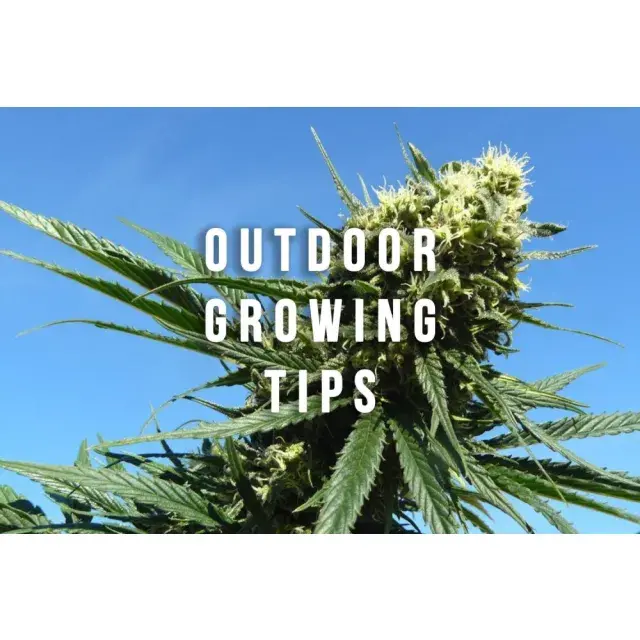 Discover the Best Outdoor Cannabis Seeds Strains.