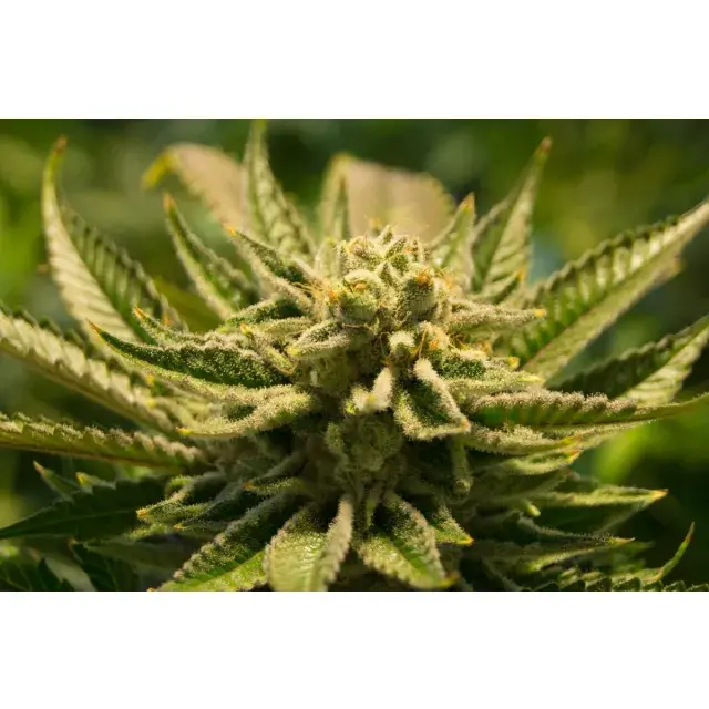 Indoor- vs. Outdoor-Anbau von Cannabissamen: Welche Methode bringt bessere Erträge?
