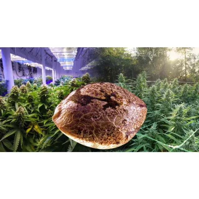 How to Prepare Outdoor Cannabis Seeds for Rainy Seasons.