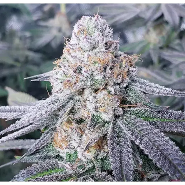 Cannabis Seeds - The Frosty Strains - Discount Cannabis Seeds.